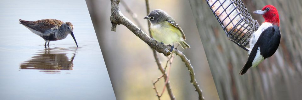Marvel at the magnificent and wide array of species here at Rondeau.