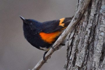 Birding